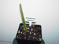 Aporophyllum Karen Rooted