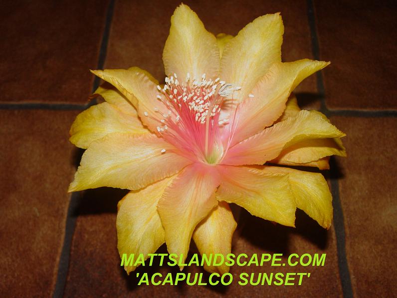 Acapulco Sunset 1 Gallon Rooted