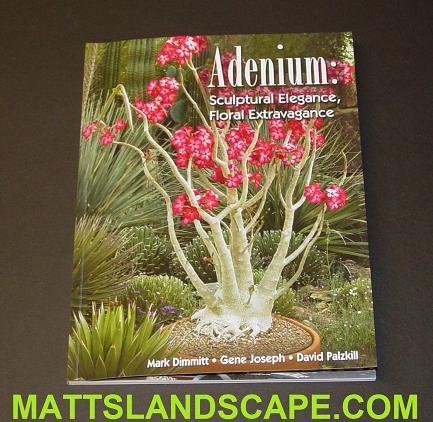 Adenium Sculptural Elegance And Floral Extravagance