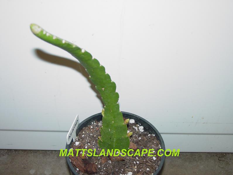 Agatha One Gallon Plant