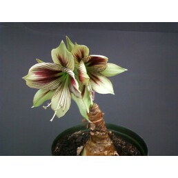 Amaryllis Butterfly