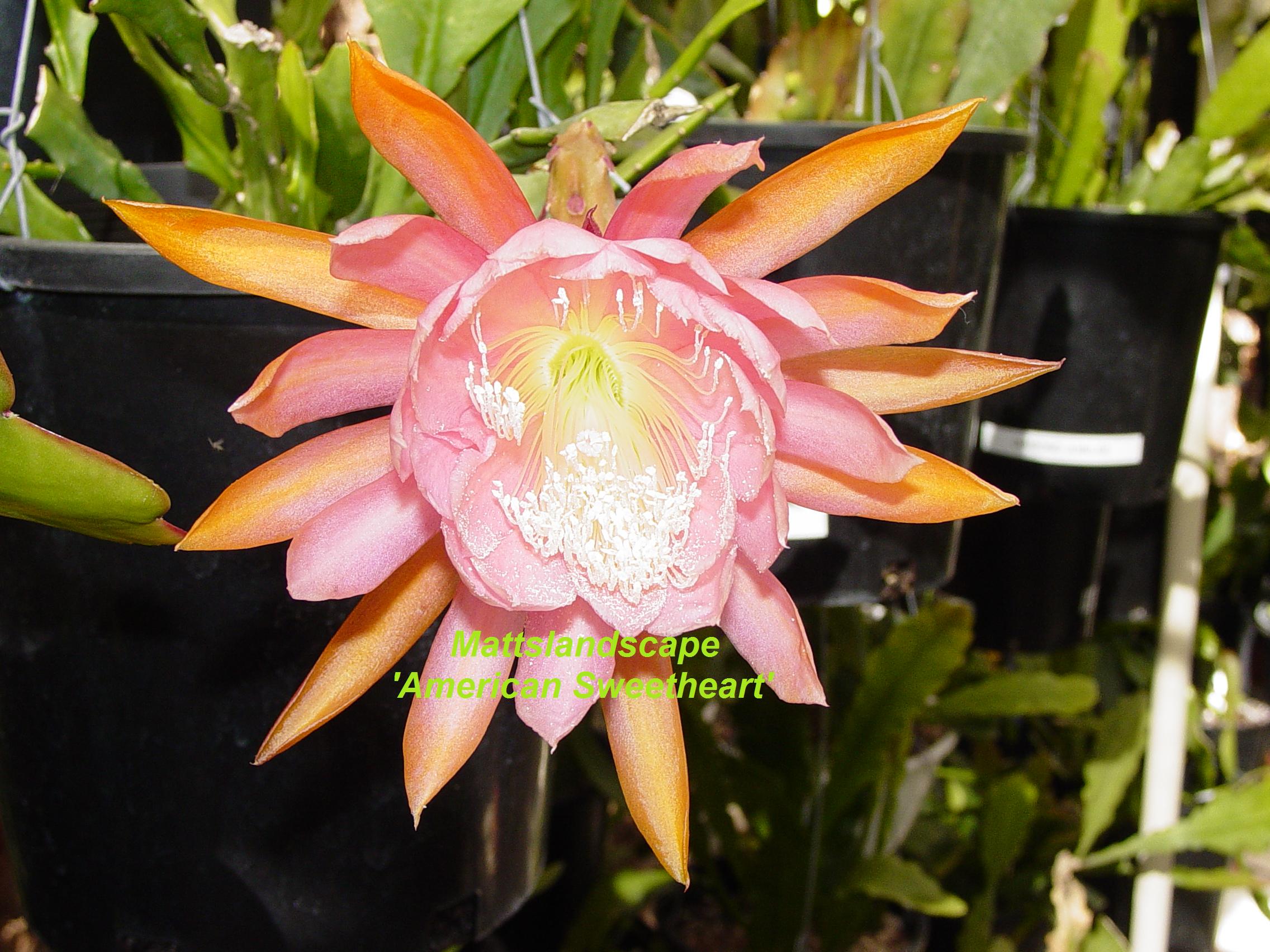 American Sweetheart One Gallon Plant