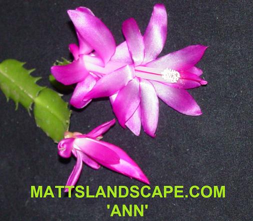 Begginers Collection Of 3 Random Named Schlumbergera Hybrid (christmas Cactus) Plants