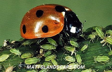 Aphids with lady bug mattslandscape.com