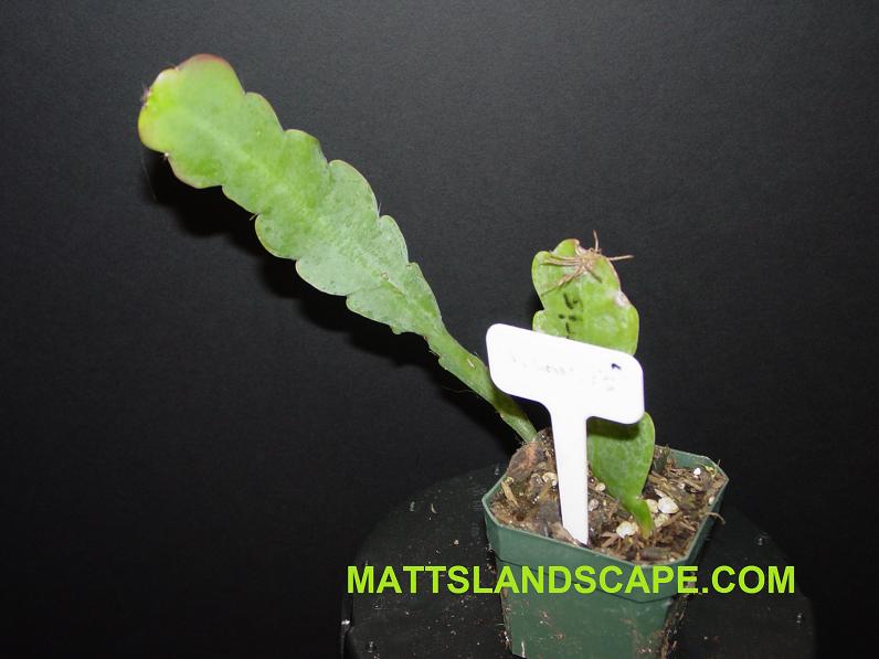 Atlantis Rooted Plant