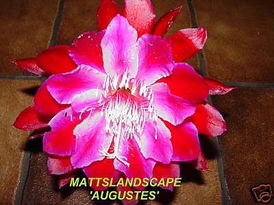 Augustes