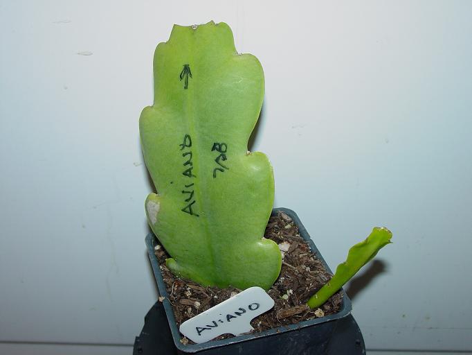 Aviana Rooted