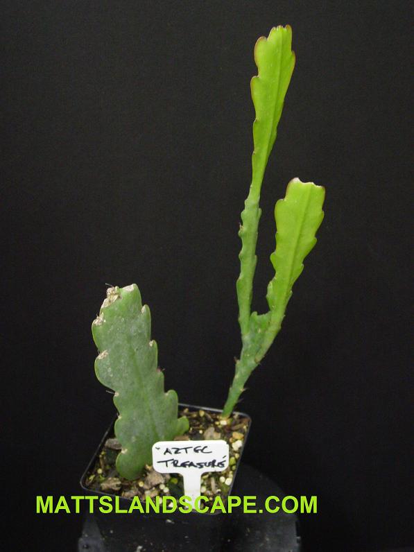 Aztec Treasure Rooted