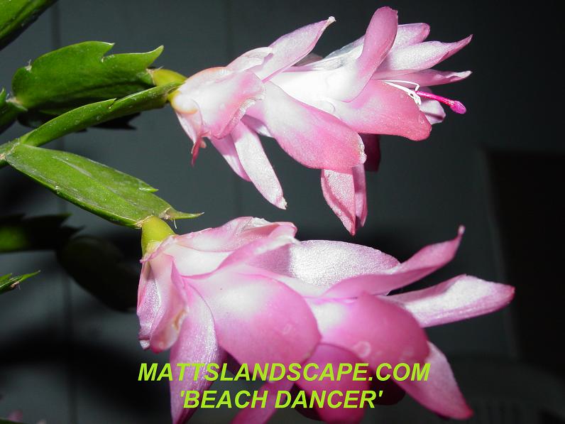 Schlumbergera hybrid 'Beach Dancer'