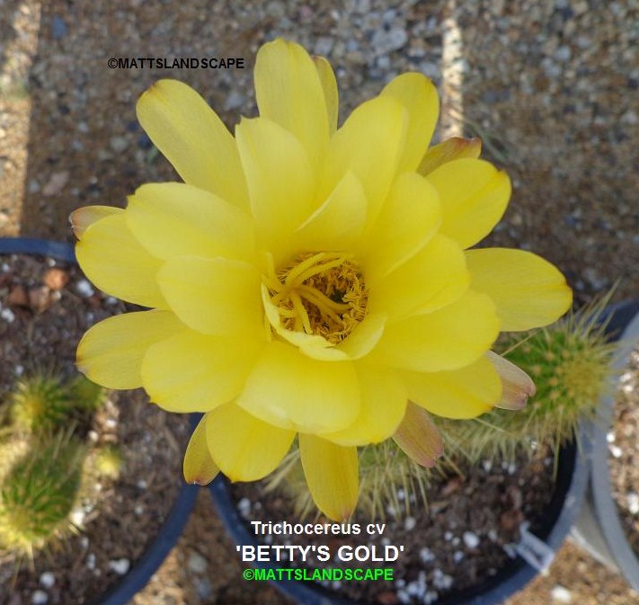 Bettys Gold Trichocereus Hybrid
