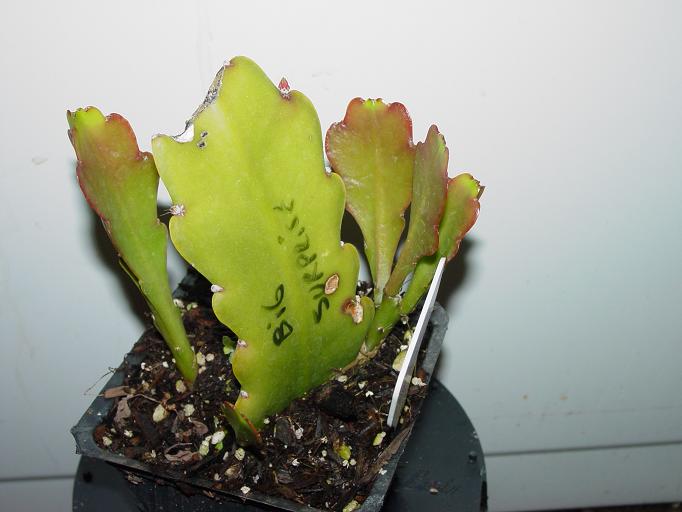 Big Surprise Rooted Plant