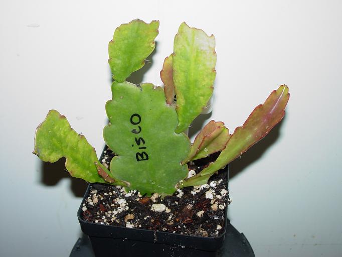 Bisco Rooted