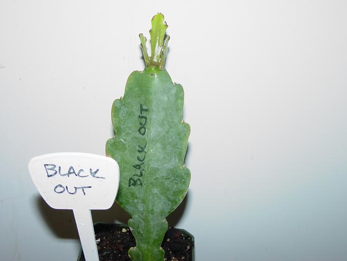 Black Out Rooted
