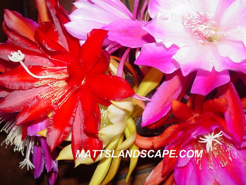 Huge 100 Random Hybrid Epiphyllum Varieties