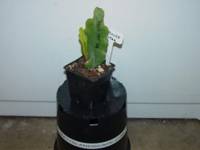 Bronze Star Rooted