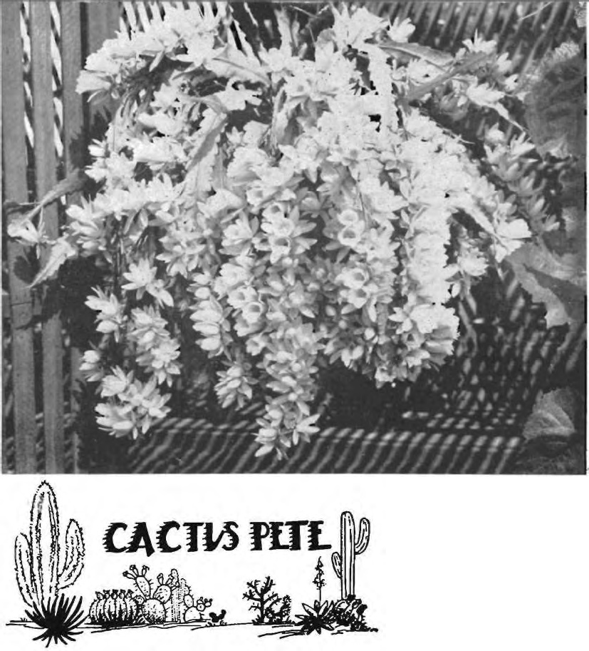 Cactus Petes 1953 Catalog Free Share