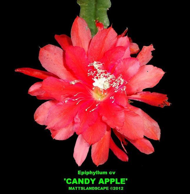 Candy Apple
