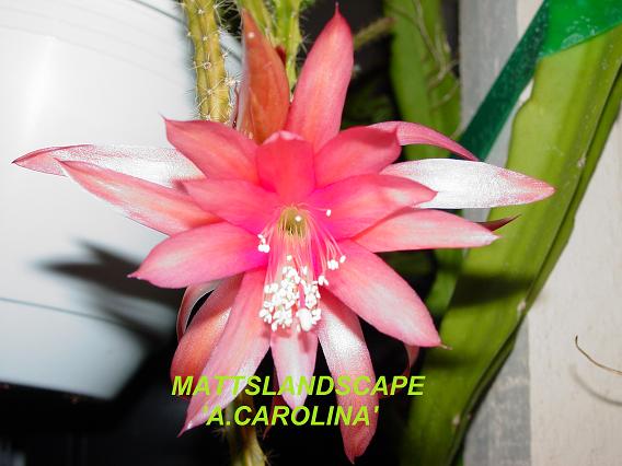 Carolina