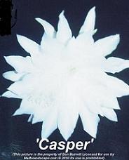 Casper