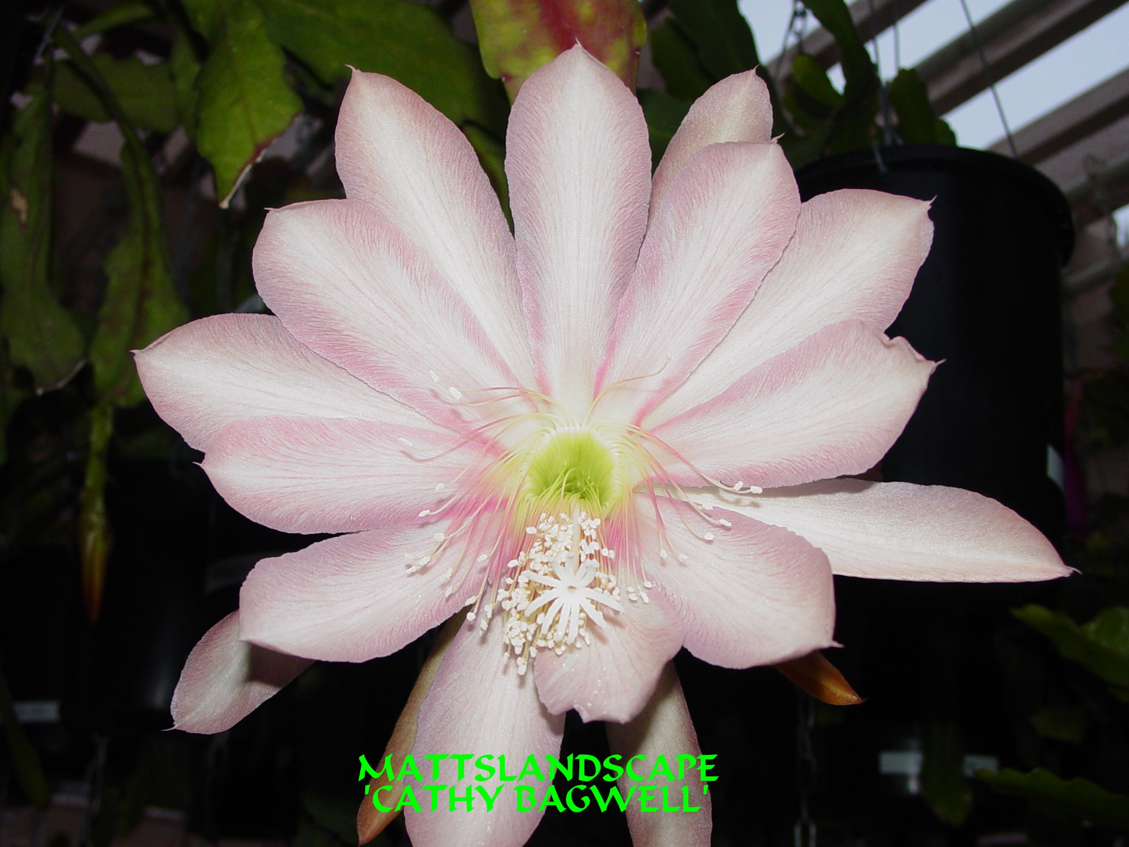 Cathy Bagwell One Gallon Plant