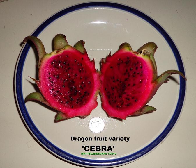 cebra fruit halved
