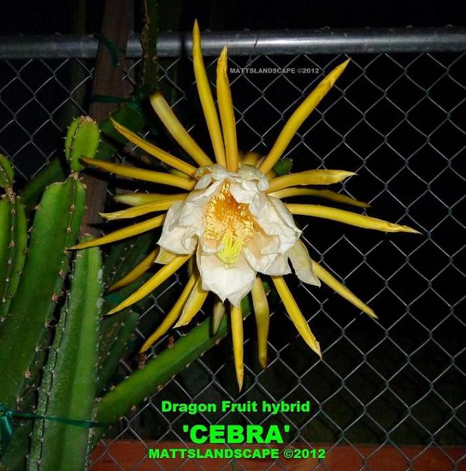 Cebra in bloom 1