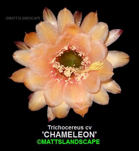 Chameleon