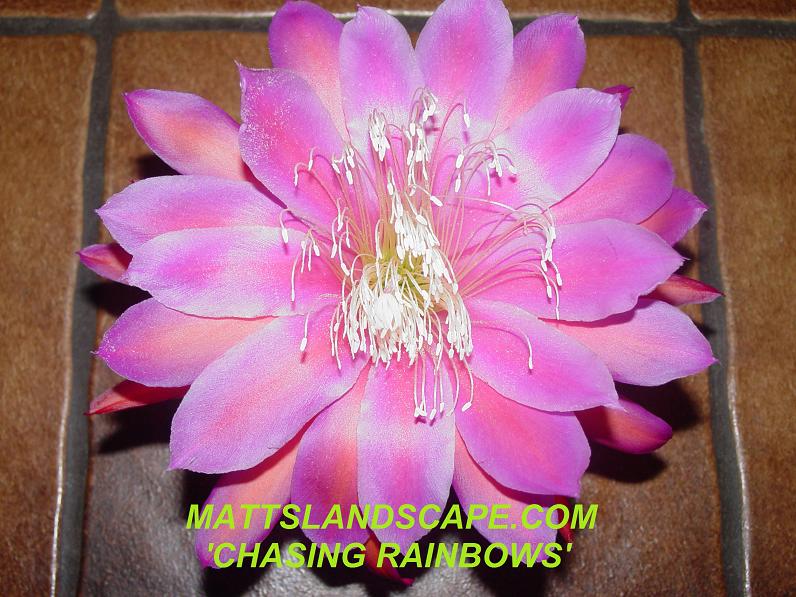 Chasing Rainbows One Gallon Plant