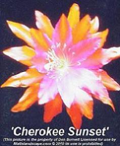 cherokee sunset don burnett mattslandscape.com
