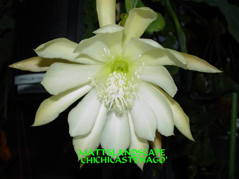 Epiphyllum crenatum var chi chi castenago