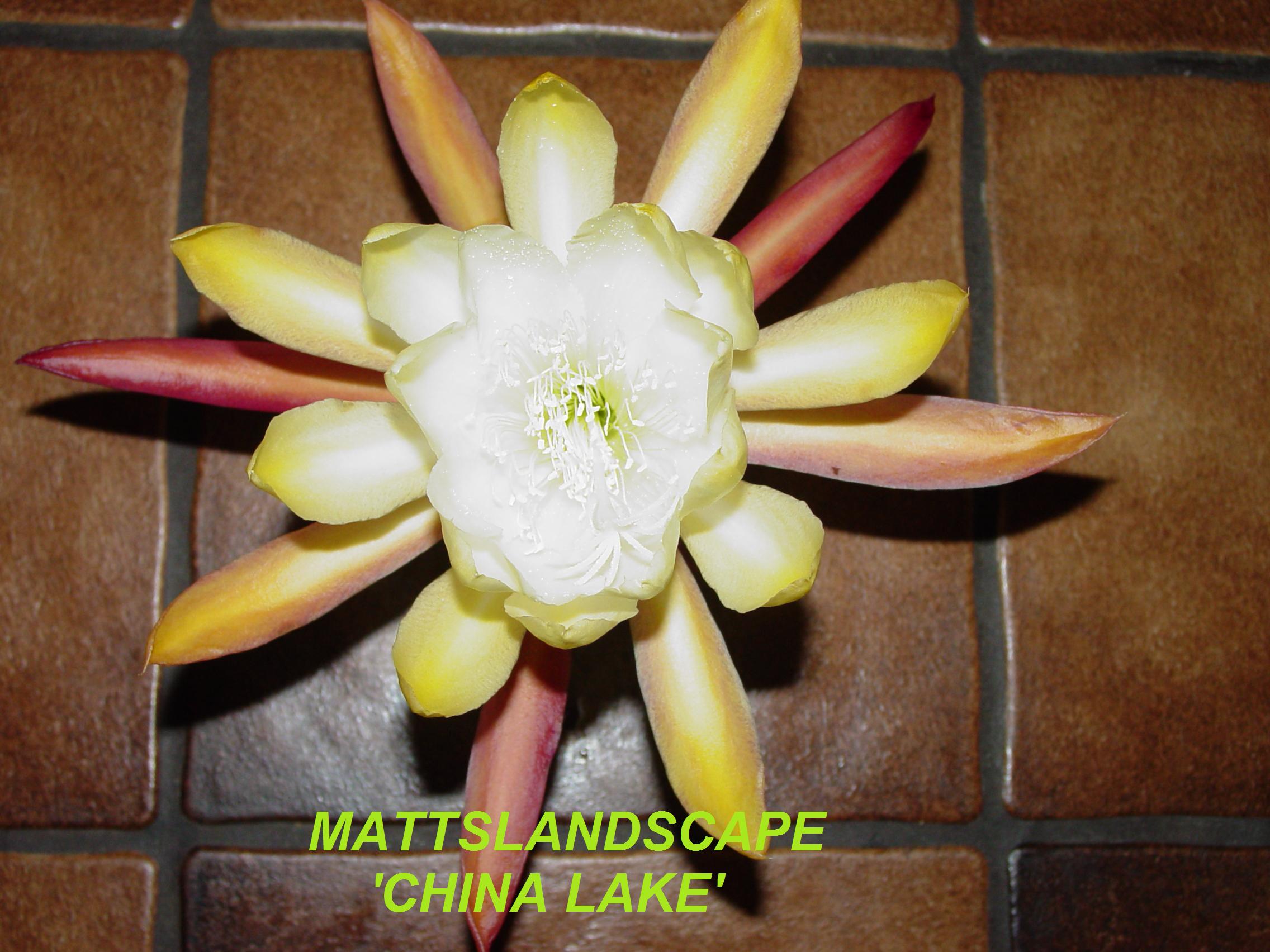 China Lake One Gallon Plant