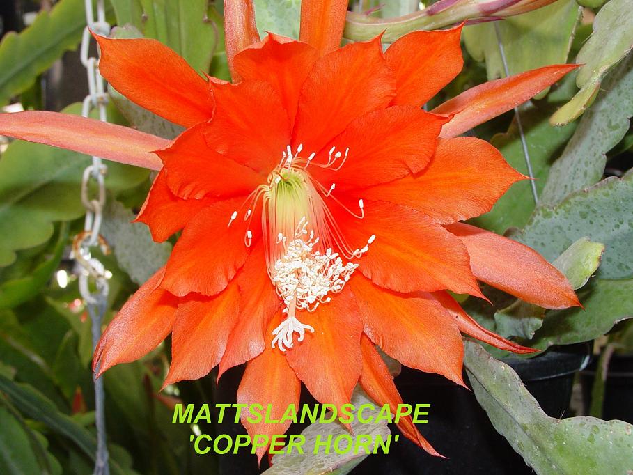 Copper Horn One Gallon Plant