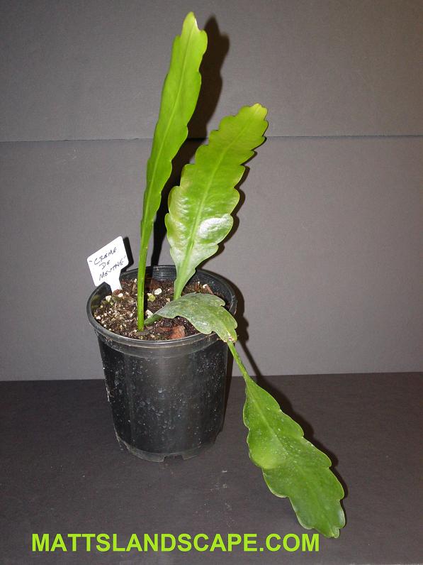 Creme De Menthe One Gallon Plant
