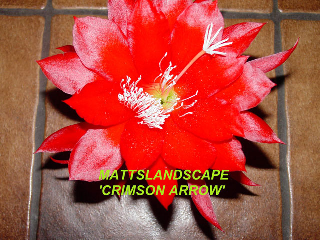 Crimson Arrow
