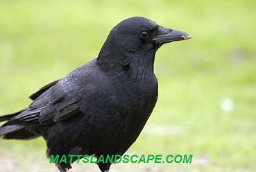 crow mattslandscape.com