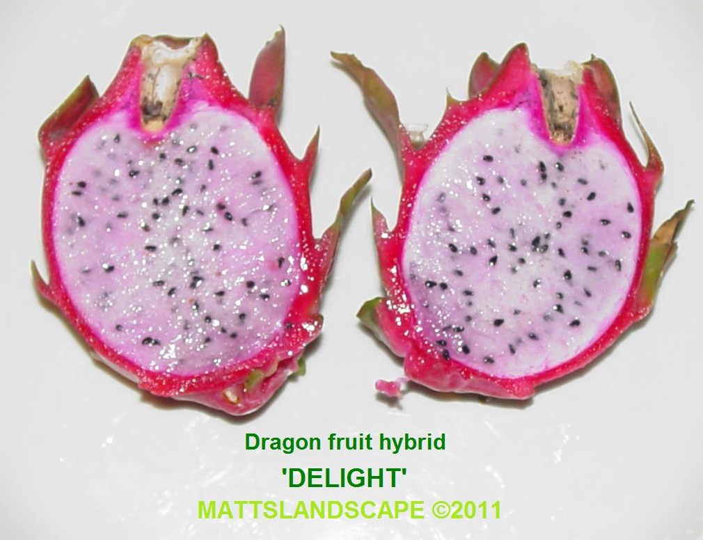 Delight Hylocereus Hybrid
