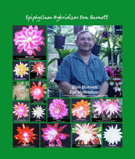 don burnetts picture epiphyllum collage mattslandscape.com