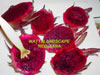 DRAGON FRUIT FORUM