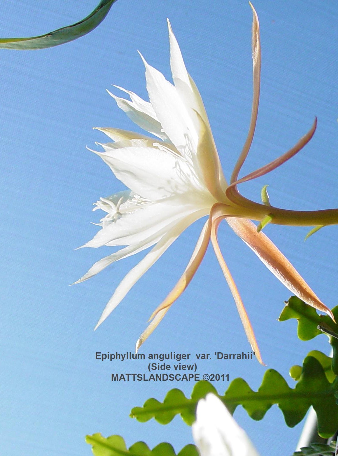 Epiphyllum anguliger var. darrahii