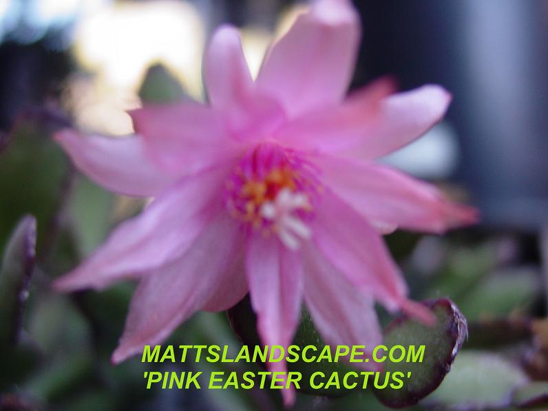 Rhipsalidopsis Rosea