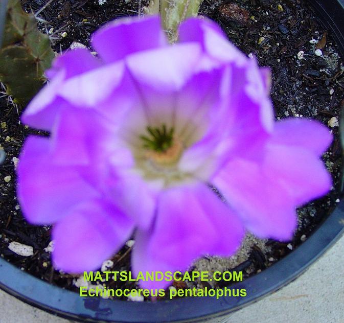 Echinocereus pentalophus