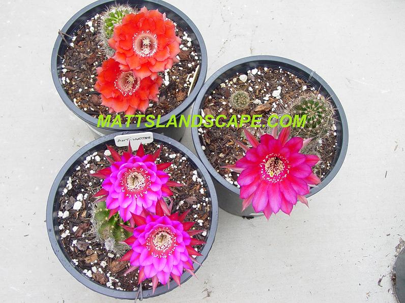 Echinopsis pups blooming