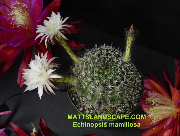Echinopsis mamillosa