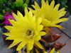 echinopsis sub forum