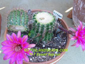 Another Echinopsis variety that was top cut