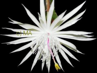 Epiphyllum p. h. strictum