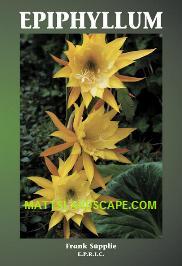 Epiphyllum 1 By Frank Supplie