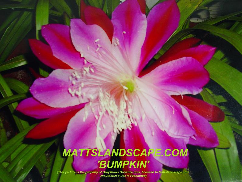 Bumpkin One Gallon Plant