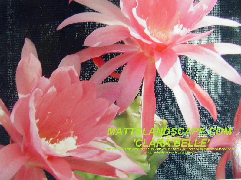 Clara Belle One Gallon Plant