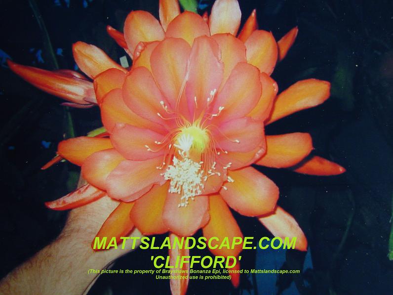 Clifford One Gallon Plant